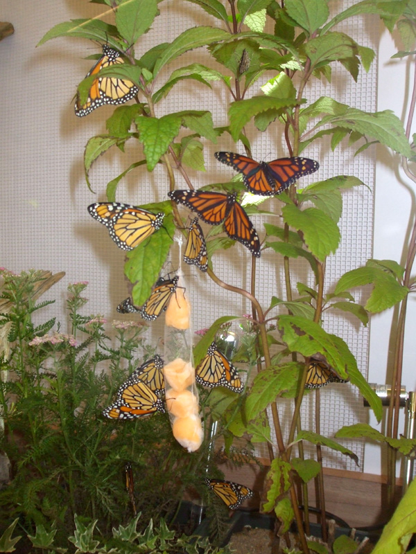 monarchs on plants
