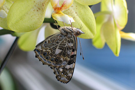 painted lady side view