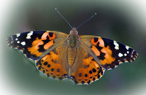 painted lady