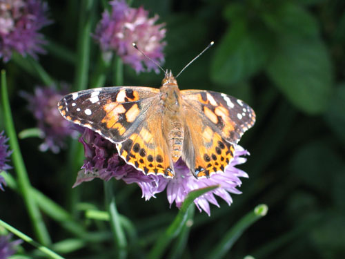 Painted Lady butterfly