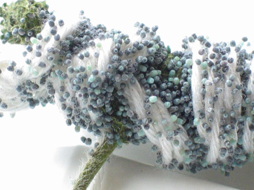 butterfly eggs