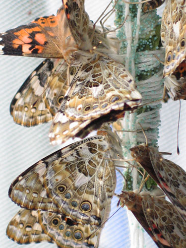 painted ladies laying eggs