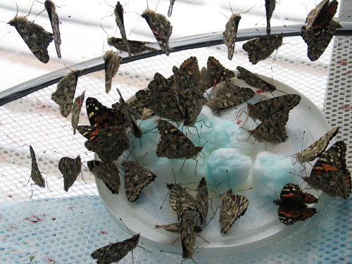 Painted Lady Butterflies 