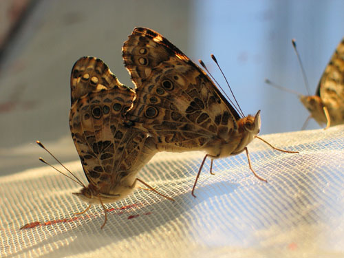 Painted Lady butterflies mating