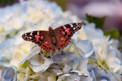 Jenn's beautfil flowers and butterfly
