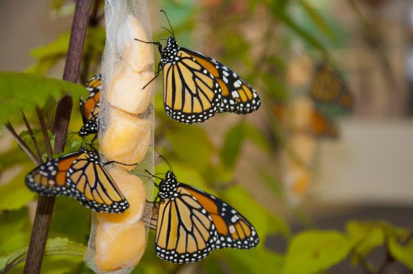 monarchs nectaring